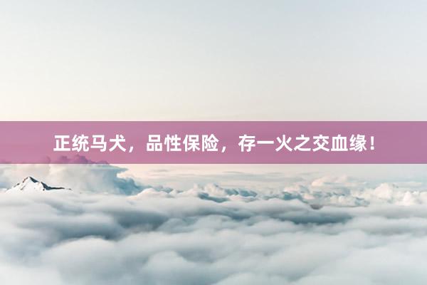 正统马犬，品性保险，存一火之交血缘！